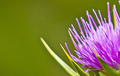 Бял трън (Silybum marianum) Бял трън (Silybum marianum)